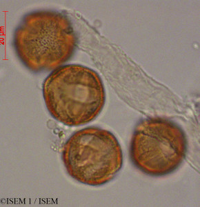 ISEM 1/Gonzalagunia_dependens_29227/Gonzalagunia_dependens_29227_0001(copy)_thumb.jpg